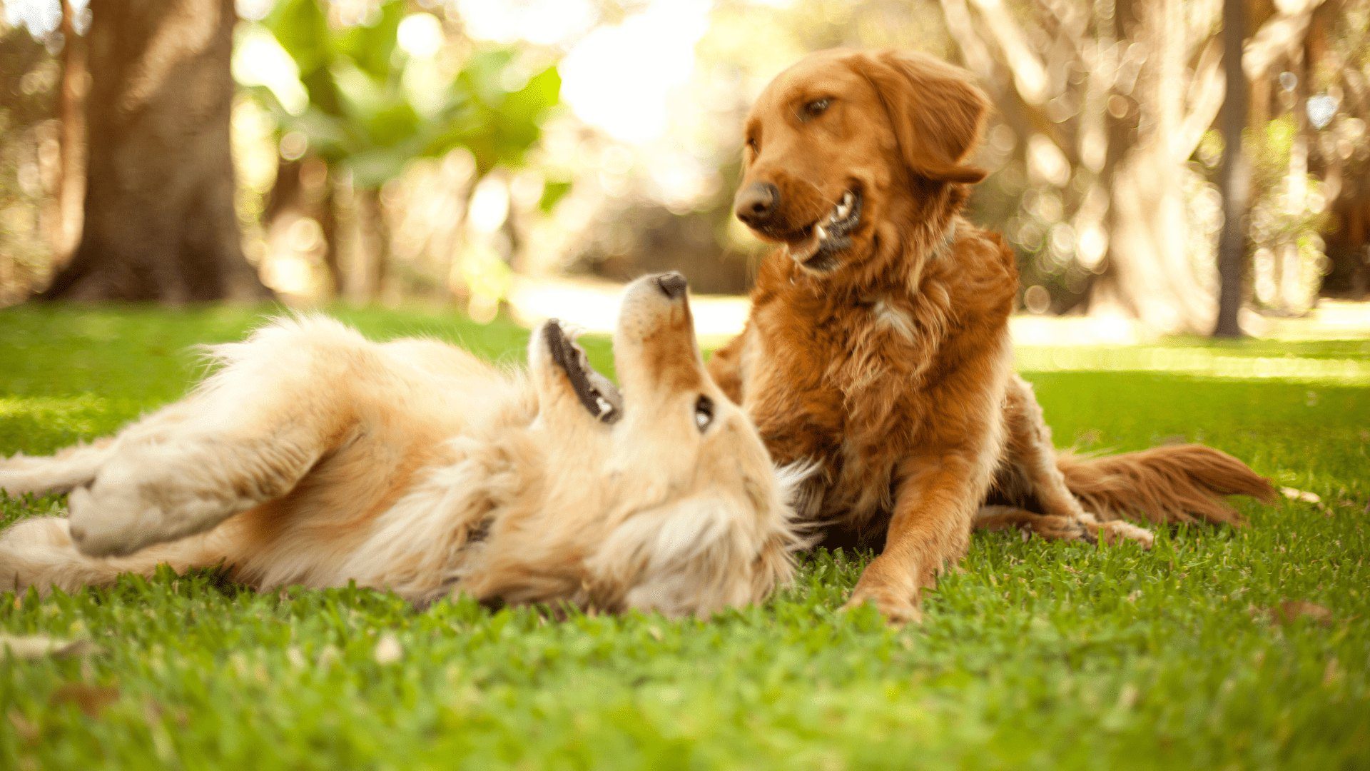 Two dogs are laying in the grass together.