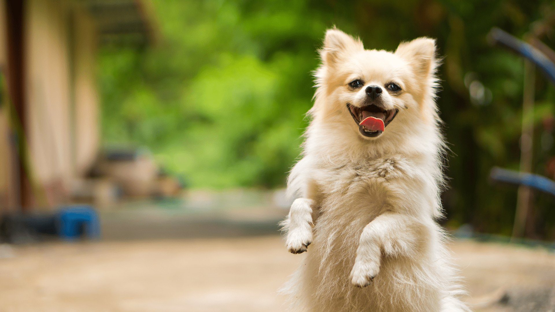 A dog is jumping in the air for a picture.